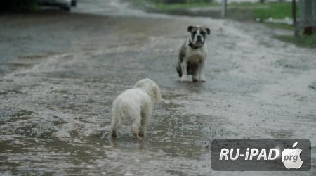 - / My Dogs Christmas Miracle [2011/HDRip/mp4/iPhone/iPod/iPad]
