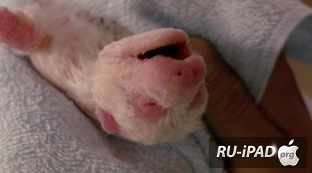  :  -9 / Dog x police: Junpaku no kizuna [2011/HDRip/mp4/iPhone/iPod/iPad]